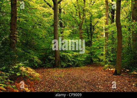 Burnham Beeches National Nature Reserve during autumn, Buckinghamshire ...