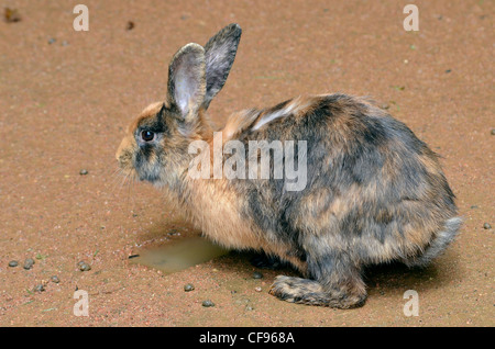 Brown and black rabbit (Oryctolagus cuniculus) on the ground viewed of profile Stock Photo