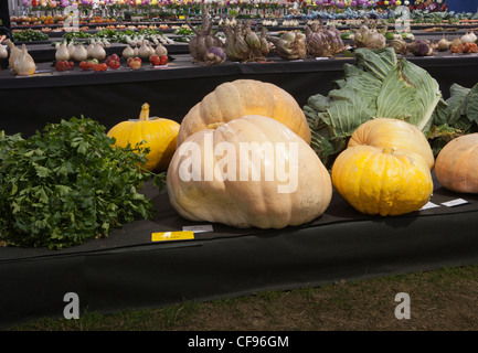 Prize winning giant veg vegetable vegetables pumpkin squash display competition vegetables at Malvern Autumn Show Three Counties Show Ground UK Stock Photo