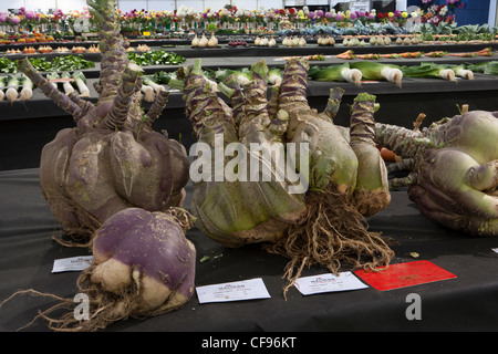 Prize winning vegetables at Malvern Autumn Show 2011 Three Counties Show Ground Stock Photo