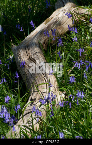 The Common Bluebell Hyacinthoides non-scripta or Scilla, is a spring-flowering bulbous perennial plant Stock Photo