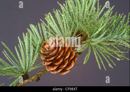 Larches are conifers in the genus Larix, in the family Pinaceae.It is a deciduous tree and loses its leaves in the autumn. Stock Photo