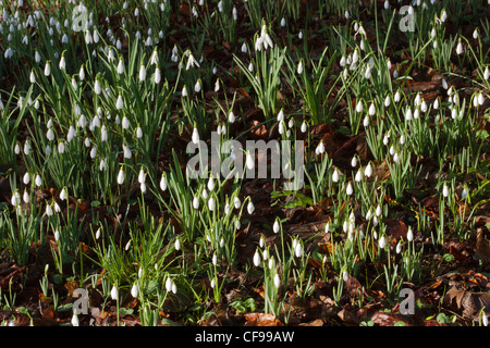 Snowdrops snowdrops garden gardens in woodland at Painswick Rococo Garden, Gloucestershire, England UK February winter Stock Photo