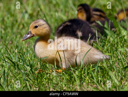 Golden Mallard Duckling (anas platyrhynchos), Northern Italy Stock Photo