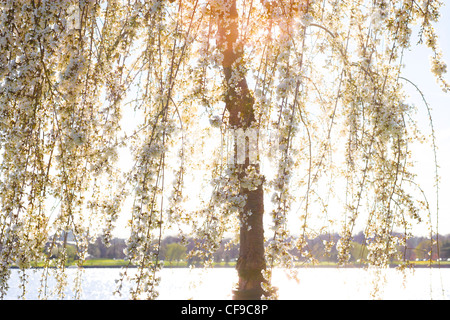 Potomac River Washington DC. Sunlight shining through the branches of a Weeping Cherry blossom tree in full peak bloom.