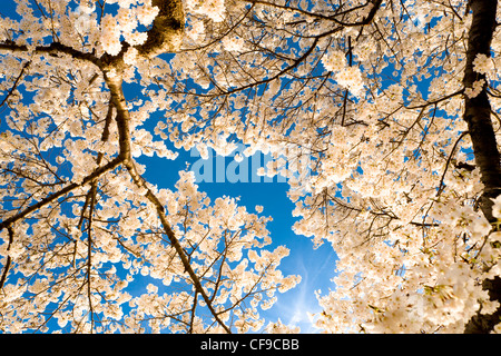 Sunlight shining through the branches of cherry blossom trees in full peak bloom overhead. American Hanami in Washington DC. Stock Photo