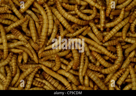 A mass of freeze-dried meal-worms / Tenebrio molitor for human consumption. Open a can of worms metaphor. Also for bird feed. Stock Photo