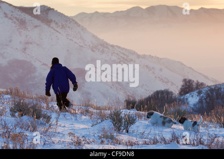 Two Pyrenean mastiff puppies following a woman through the snow in the mountains above Salt Lake City, Utah. Stock Photo