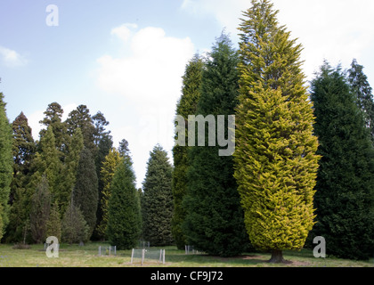 Bedgebury the world's finest conifer collection Stock Photo