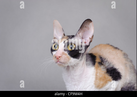 Cornish Rex cat Stock Photo