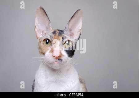 Cornish Rex cat Stock Photo