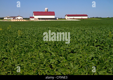 Farm and soybean crop north of Eau Claire, Wisconsin, USA. Stock Photo