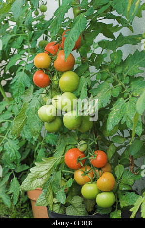 Red and green tomatoes in a greenhouse plantation Stock Photo - Alamy