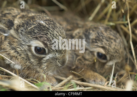 Leverets, baby Brown Hares (lepus europaeus), sheltering in rough grassland Norfolk, UK, September, Stock Photo