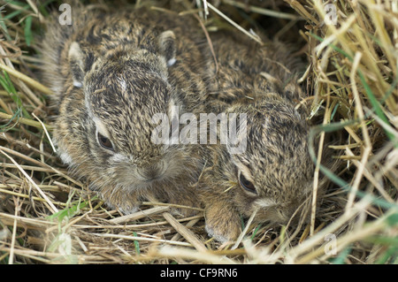 Leverets, baby Brown Hares (lepus europaeus), sheltering in rough grassland Norfolk, UK, September, Stock Photo