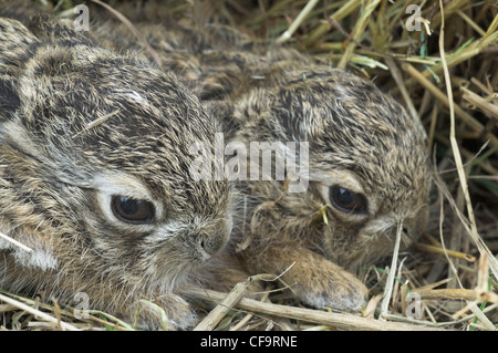 Leverets, baby Brown Hares (lepus europaeus), sheltering in rough grassland Norfolk, UK, September, Stock Photo