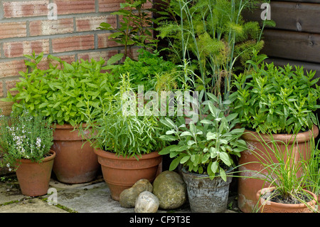 Herbs in pots in a garden corner UK Stock Photo