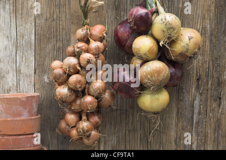 Bunches of ripe shallots and onions Stock Photo