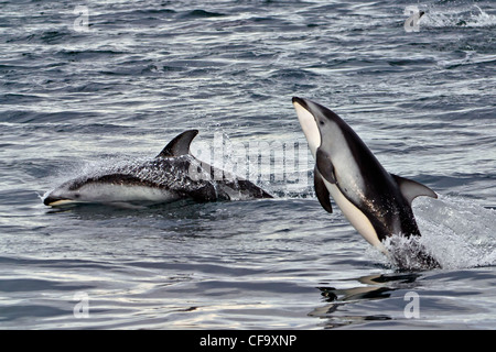 Pacific White Sided Dolphins (Lagenorhynchus obliquidens) jumping at high speed, Broughton Archipelago, off Vancouver Island Stock Photo