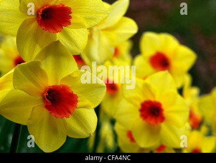 A host of golden daffodils Stock Photo