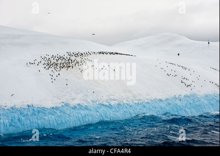 Group of Chinstrap penguins (Pygoscelis Antarctica) congregated on an iceberg, South Orkney Islands Stock Photo