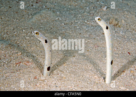 Spotted garden eels, Heteroconger hassi partly out of their burrow. Stock Photo