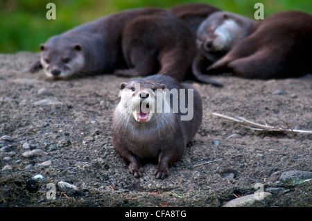 Asian small clawed otter, animal, otter, Aonyx cinerea Stock Photo