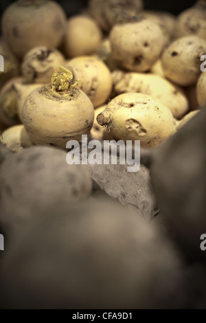 Close up of pile of turnips Stock Photo