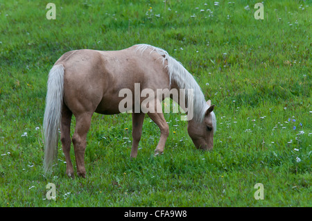 palomino horse, horse, animal, meadow, grass Stock Photo