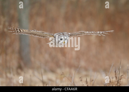 Barred Owl (Strix varia) hunting for prey. Stock Photo