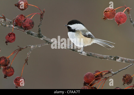 Black-capped Chickadee (Poecile atricapillus) perched on a branch. Stock Photo