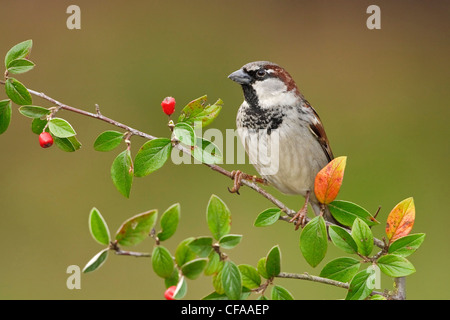 House Sparrow (Passer domesticus) perched on a branch.