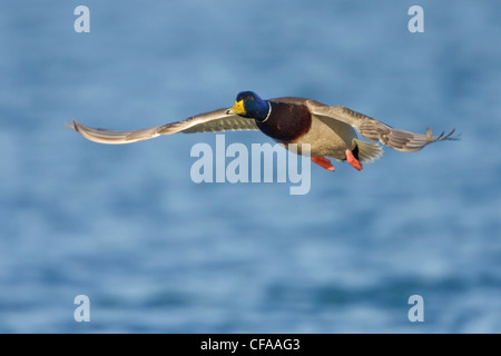 Male Mallard duck (Anas platyrhynchos) in flight. Stock Photo