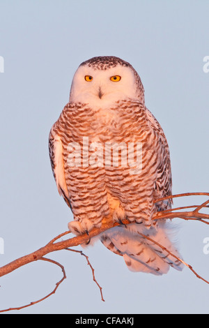 Snowy Owl (Bubo scandiacus) perched on a branch. Stock Photo