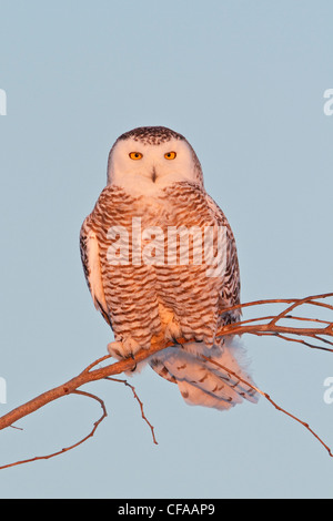 Snowy Owl (Bubo scandiacus) perched on a branch. Stock Photo