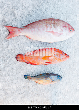 Varieties of fish on ice bed Stock Photo
