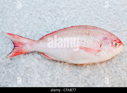 Close up of red snapper fish on ice bed Stock Photo