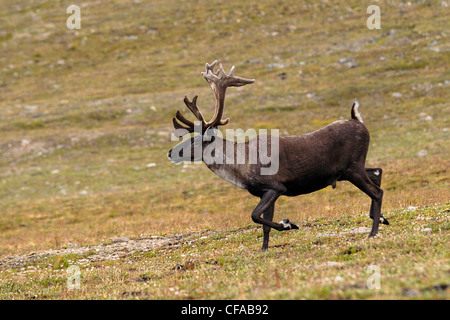 Southern Mountain Woodland Caribou Rangifer Stock Photo