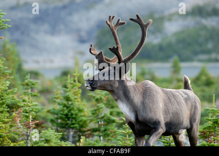 Southern Mountain Woodland Caribou Rangifer Stock Photo