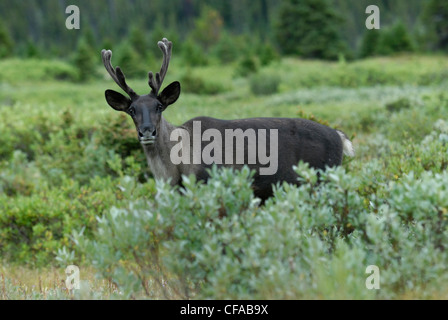 A Southern Mountain Woodland Caribou (Rangifer tarandus tarandus) regards the viewer in Jasper National Park, Alberta, Canada. Stock Photo