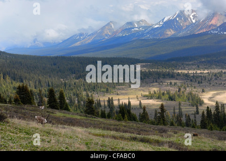 Southern Mountain Woodland Caribou Rangifer Stock Photo