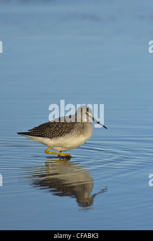 Greater Yellowlegs (Tringa melanoleuca) wading in shallow pond. Stock Photo