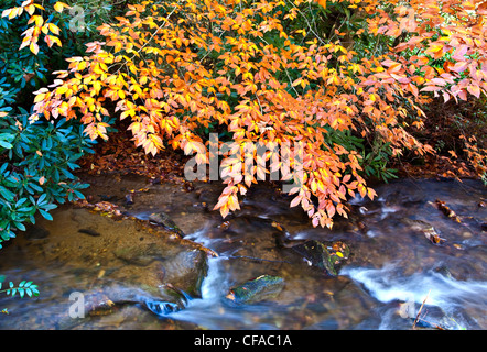 American Chestnut (Castanea dentata) branch over creek, Great Smoky Mountains National Park, North Carolina, USA. Stock Photo