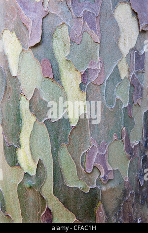 Close up of American Sycamore bark (Platanus occidentalis). Stock Photo