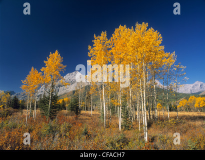 Fall Colours along Highway 40, Kananaskis Country, Alberta, Canada. Stock Photo