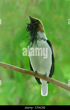 Bearded Bellbird (Procnias averano carnobarba) perched on a branch in Trinidad and Tobago. Stock Photo