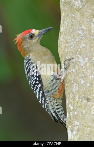 Red-crowned Woodpecker (Melanerpes rubricapillus rubricapillus) perched on a branch in Trinidad and Tobago. Stock Photo