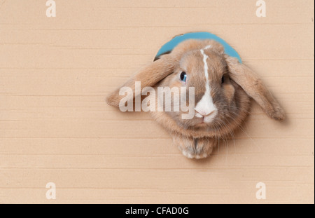 Cute and beautiful rabbit peeking out of the hole in cardboard. Lots of copy space. Stock Photo
