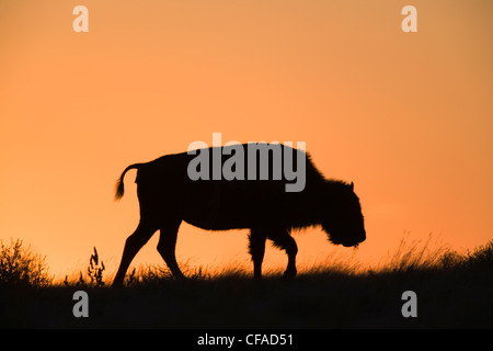 Bison at sunrise, Grasslands National Park, Saskatchewan, Canada. Stock Photo