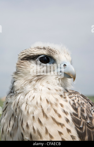 Gyrfalcon Falco rusticolus X Lanner falcon Falco Stock Photo